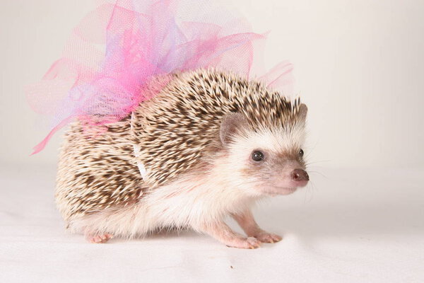 Friendly wild animal Hedgehog