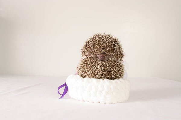Friendly wild animal Hedgehog