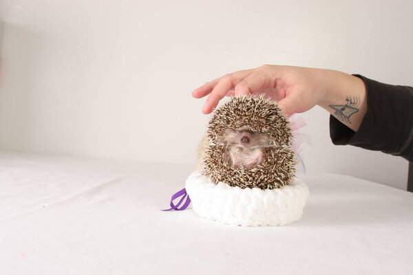 Friendly wild animal Hedgehog