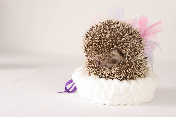 Friendly wild animal Hedgehog