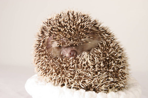 Friendly wild animal Hedgehog