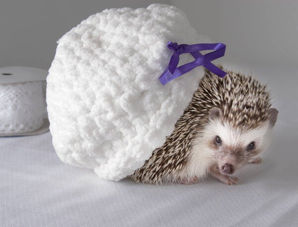 Friendly wild animal Hedgehog