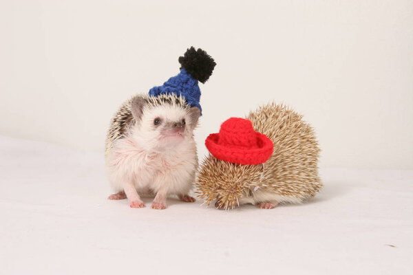 Friendly wild animal Hedgehog