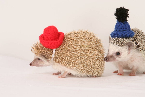 Friendly wild animal Hedgehog