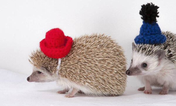 Friendly Hedgehogs in the hats