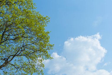 Genç yeşil yapraklı ağaç dalları mavi gökyüzü arka planında bulutlu.