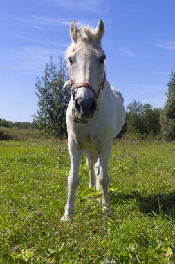 Yeşil bir tarlada duran beyaz at. Yeşil otlakta beslenen güzel beyaz bir at..