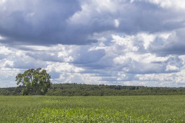 Buğday alan gökyüzü ve bulutlar kurbağa bakış açısından