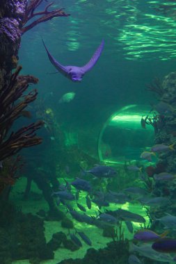 Okyanus tünelinde bir iğneli balık..