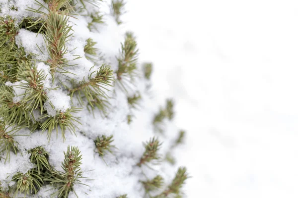 Christmas tree branch with snow, isolated on white background — Stock Photo, Image