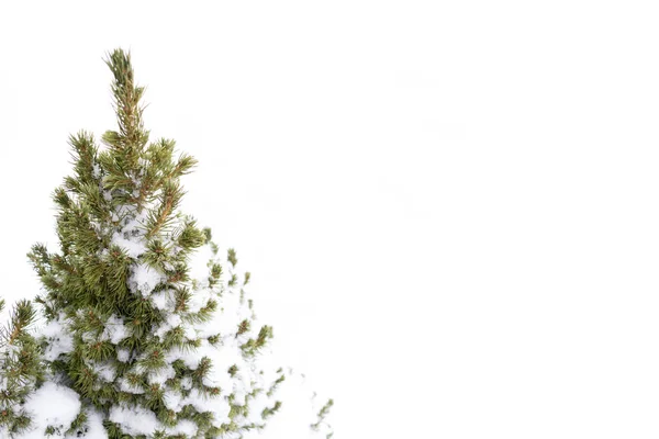 Christmas tree branch with snow, isolated on white background — Stock Photo, Image