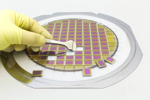 Wafer de silício com microchips, fixado em um suporte com uma estrutura de aço em um fundo cinza após o processo de corte. Separação de microchips com pinça na mão . — Fotografia de Stock