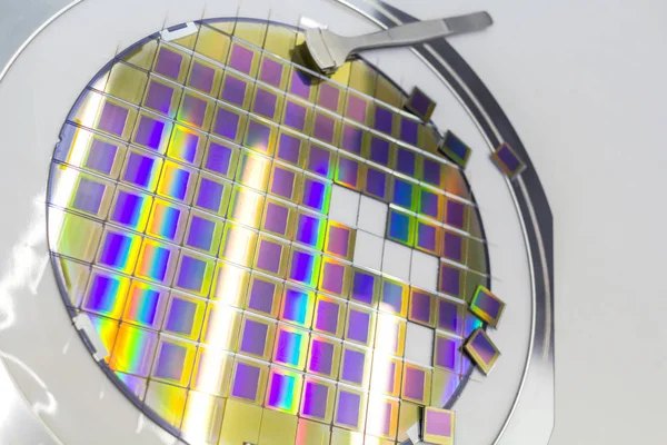 Silicon wafer with microchips, fixed in a holder with a steel frame on a gray background after the process of dicing. Microchip separation with tweezer. — 스톡 사진