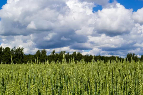 Campo de trigo com céu e nuvens a partir da perspectiva sapo — Fotografia de Stock