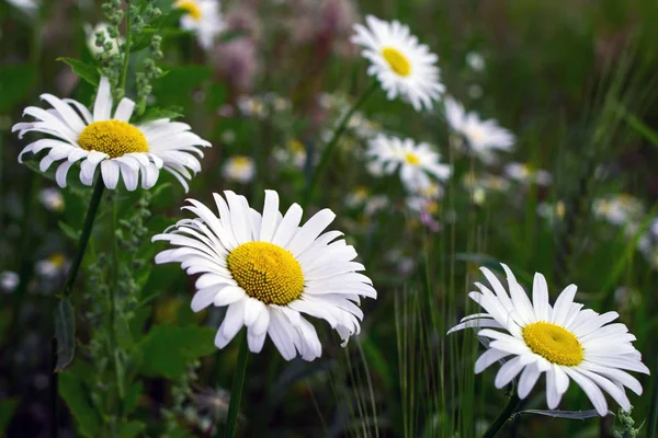 Margeritenfeld bei sonnigem Tag im Sommer Nahaufnahme — Stockfoto