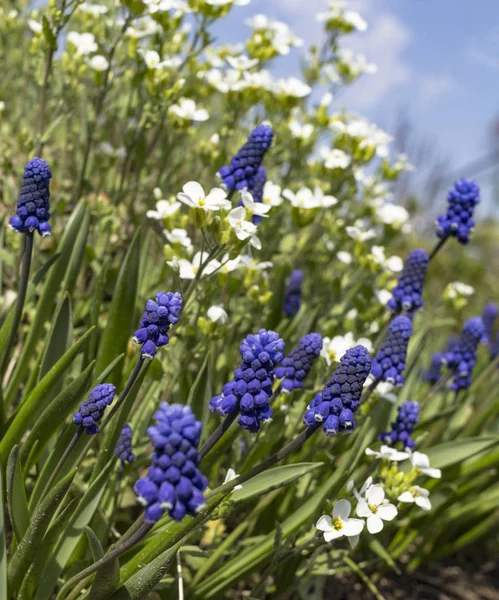 Blaue Kornblumen im Feld. — Stockfoto