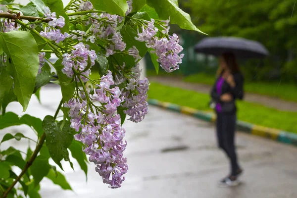 Frau spaziert mit schwarzem Regenschirm unter dem Regen und lila Fliederblume. — Stockfoto
