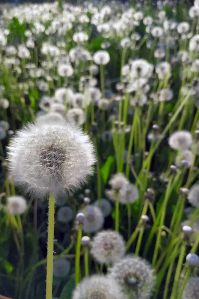 タンポポの畑。タンポポの庭の花の夏の写真の閉鎖. — ストック写真