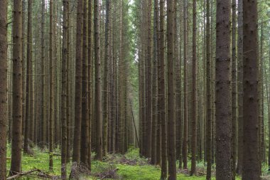 Yazın çam ağaçlarının güzel yeşil ormanı