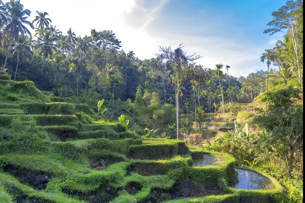 Terrasses de riz, Bali. Indonésie. plantation de rizières cascade verte . — Photo