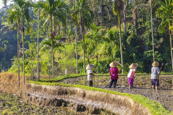 Rice field workers.Farmers are planting rice in the fields on rice terraces. — Stock Photo, Image
