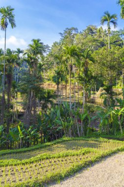 Pirinç tarlaları, Bali. Endonezya 'da. Yeşil şelale pirinç tarlası çiftliği.