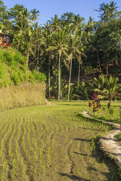 Rice Terraces, Bali. Indonesia. Green cascade rice field plantation. — Stock Photo, Image