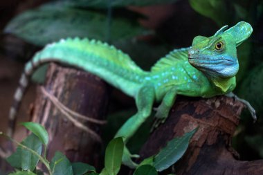 Yeşil kertenkele eski bir tahta parçasının üzerinde duruyor ve önünde dikkatlice izliyor. Koyu yeşil bir arka plan.
