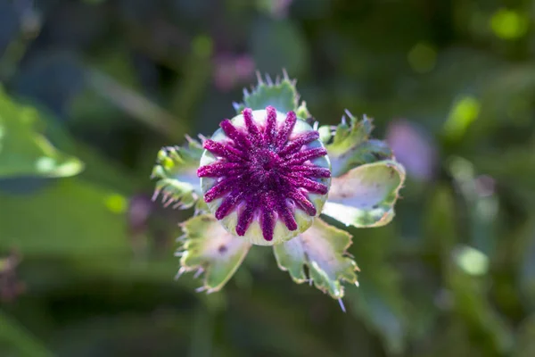 Cabezas Semillas Amapola Opio Campo Naturaleza Salvaje Con Amapolas Rojas —  Fotos de Stock