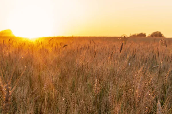 Orelhas Douradas Campo Trigo Pronto Para Ser Colhido Luz Solar — Fotografia de Stock