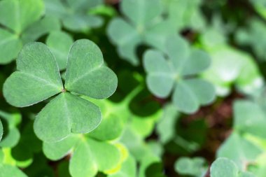 arka plan yeşil yonca arka plan yeşil yonca, taze yeşil sulu renk, yonca çiçeği Aziz Patrick günü tatil ve tatil yoncaları sembolü.