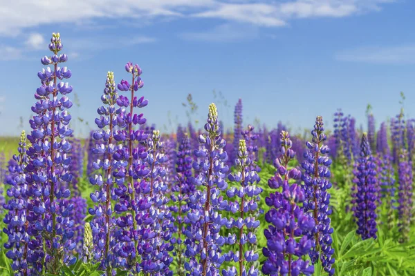 Lupinus, Lupine, Lupinenfeld mit rosa lila und blauen Blüten. Bündel von Lupinen Sommer Blume Hintergrund — Stockfoto