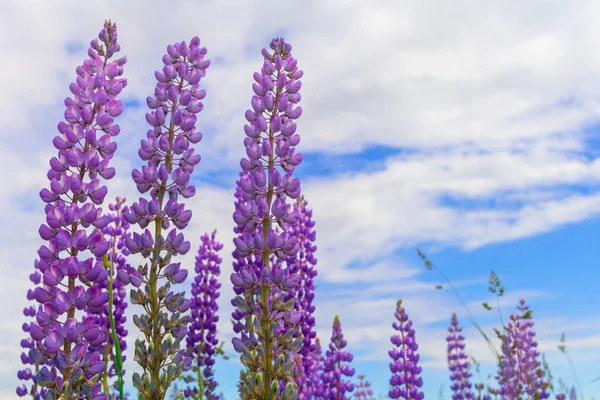 Lupinus Lupine Lupinenfeld Mit Rosa Lila Und Blauen Blüten Bündel — Stockfoto