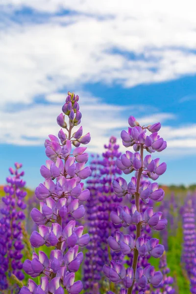 Lupinus Lupine Lupinenfeld Mit Rosa Lila Und Blauen Blüten Bündel — Stockfoto