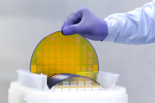 One of many gold silicon Wafer with semiconductors in plastic white storage box takes out by hand in gloves inside clean room.