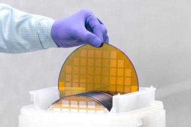 One of many gold silicon Wafer with semiconductors in plastic white storage box takes out by hand in gloves inside clean room..Wafer with microchips.Color silicon wafers with glare. clipart