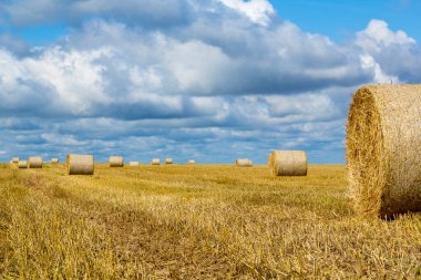 Mavi gökyüzü manzaralı altın buğday tarlası. Sonbahar sahnesi. Zengin bir hasatın doğa fotoğrafı fikri.