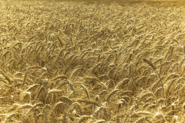 Mavi gökyüzü manzaralı altın buğday tarlası. Sonbahar sahnesi. Zengin bir hasatın doğa fotoğrafı fikri.