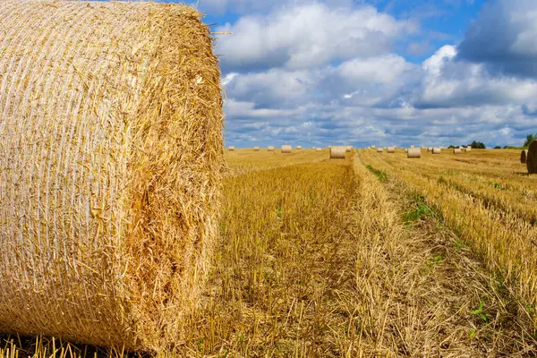 Mavi Gökyüzü Manzaralı Altın Buğday Tarlası Sonbahar Sahnesi Zengin Bir — Stok fotoğraf