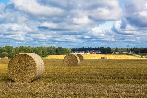 Campo Grano Dorato Con Cielo Azzurro Scena Autunnale Close Foto — Foto Stock