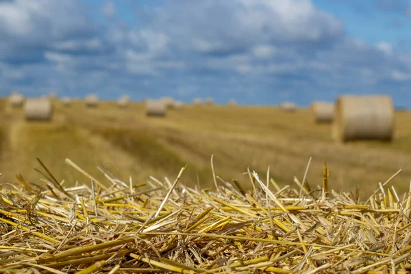 Guldvetefält Med Blå Himmel Höstscen Närbild Natur Foto Idé Rik — Stockfoto