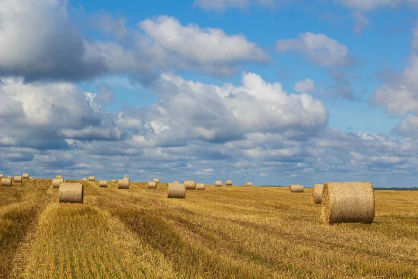 Campo Trigo Dourado Com Céu Azul Cenário Outono Close Foto — Fotografia de Stock