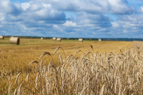 Campo Trigo Dourado Com Céu Azul Cenário Outono Close Foto — Fotografia de Stock