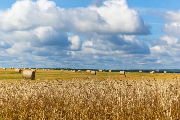 Mavi Gökyüzü Manzaralı Altın Buğday Tarlası Sonbahar Sahnesi Zengin Bir — Stok fotoğraf