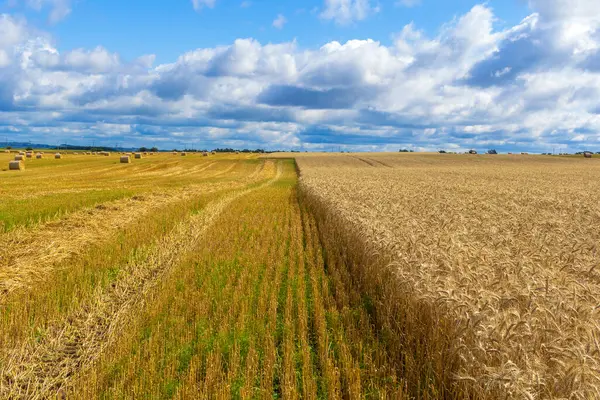 Campo Trigo Dorado Con Paisaje Cielo Azul Escena Otoño Cerrar —  Fotos de Stock