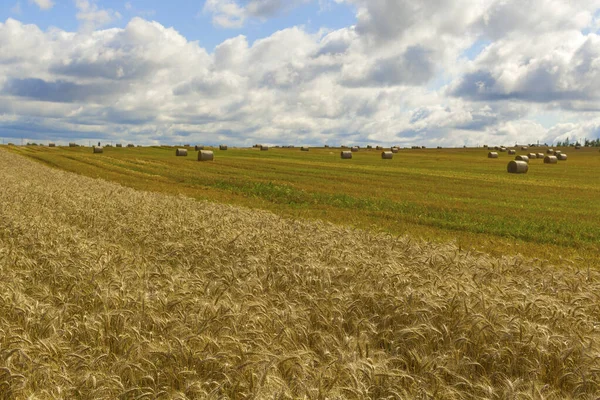 Campo Trigo Dorado Con Paisaje Cielo Azul Escena Otoño Cerrar —  Fotos de Stock