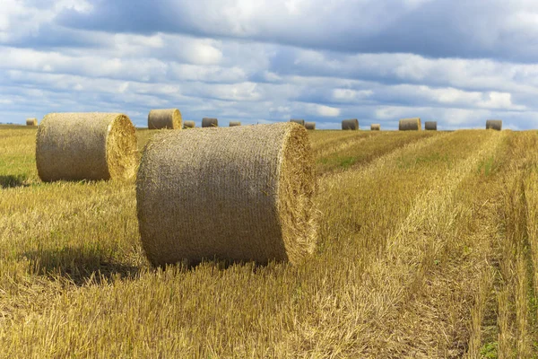 Mavi Gökyüzü Manzaralı Altın Buğday Tarlası Sonbahar Sahnesi Zengin Bir — Stok fotoğraf