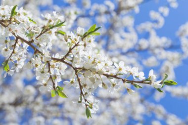 Bahar çiçekli, mavi gökyüzüne karşı beyaz çiçekli meyve ağaçları. İlkbaharda beyaz elma ağaçları çiçek açar.