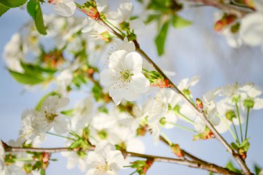 Baharda açan kiraz çiçek