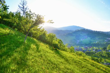 Karpat yayla çayır